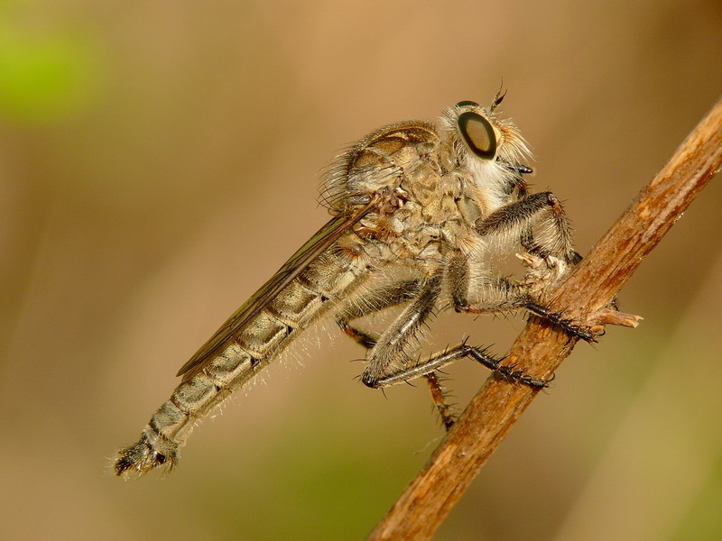 Fly robber