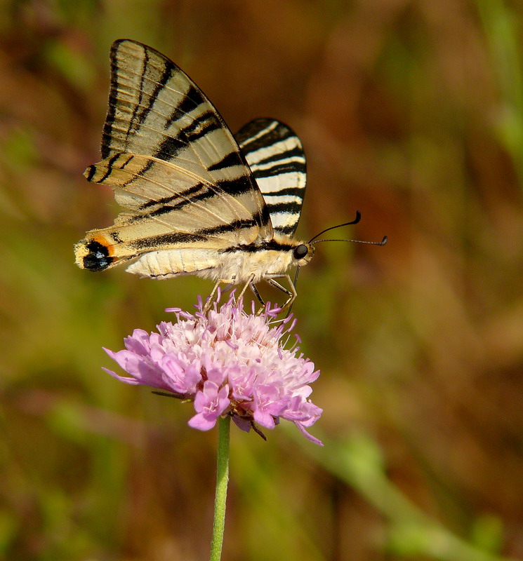 Papilio macaon
