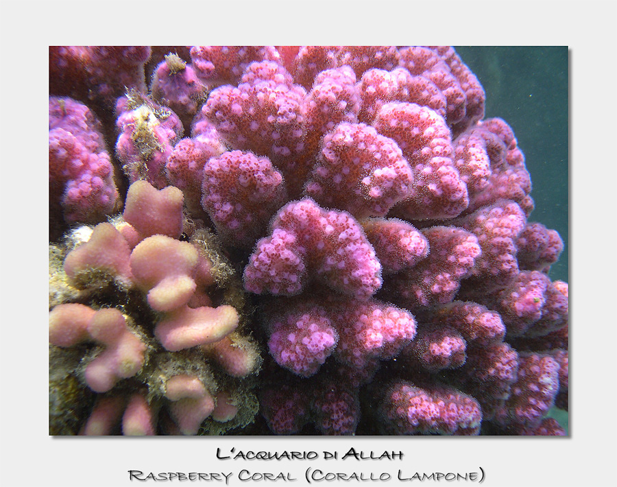 Raspberry Coral