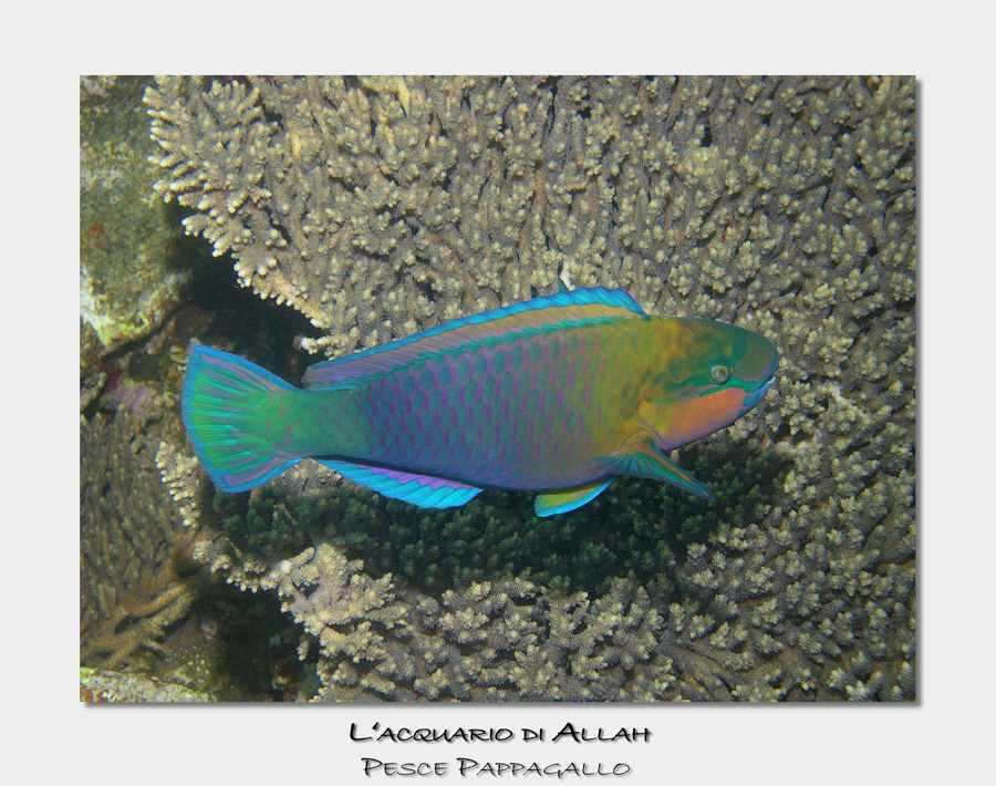 Pesce Pappagallo