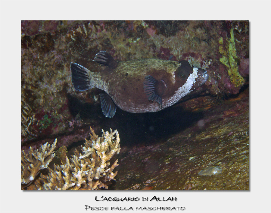 Pesce palla mascherato