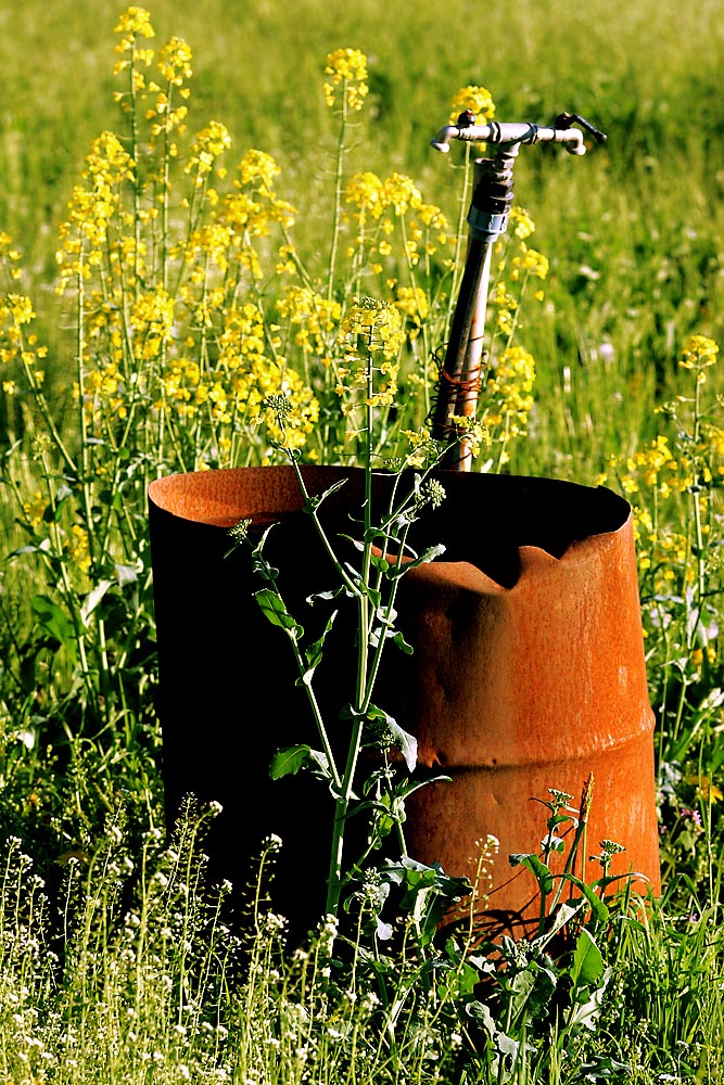 Campagna 20 aprile 2004