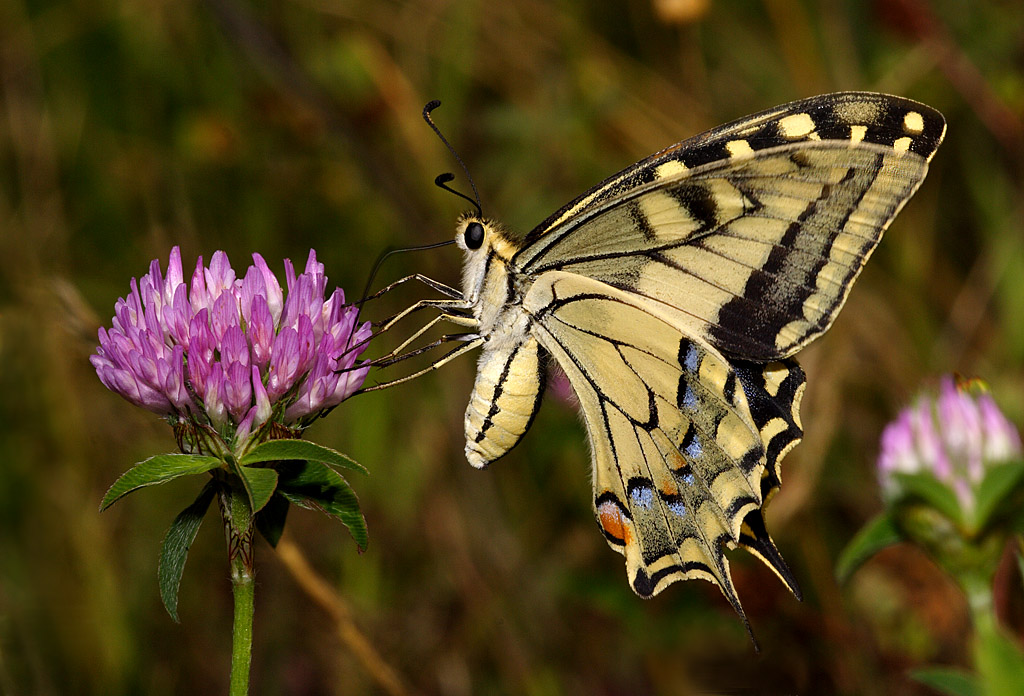 Papilio machaon