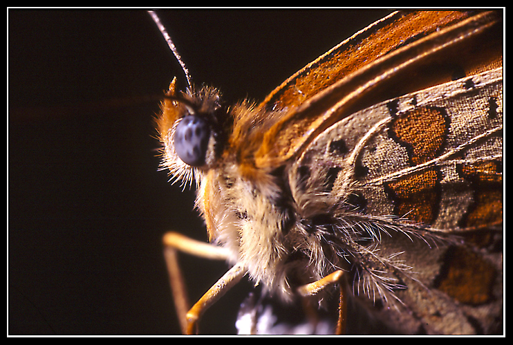 Macro 70