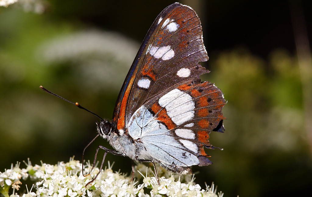 Limenitis reducta