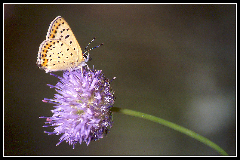 macro 87