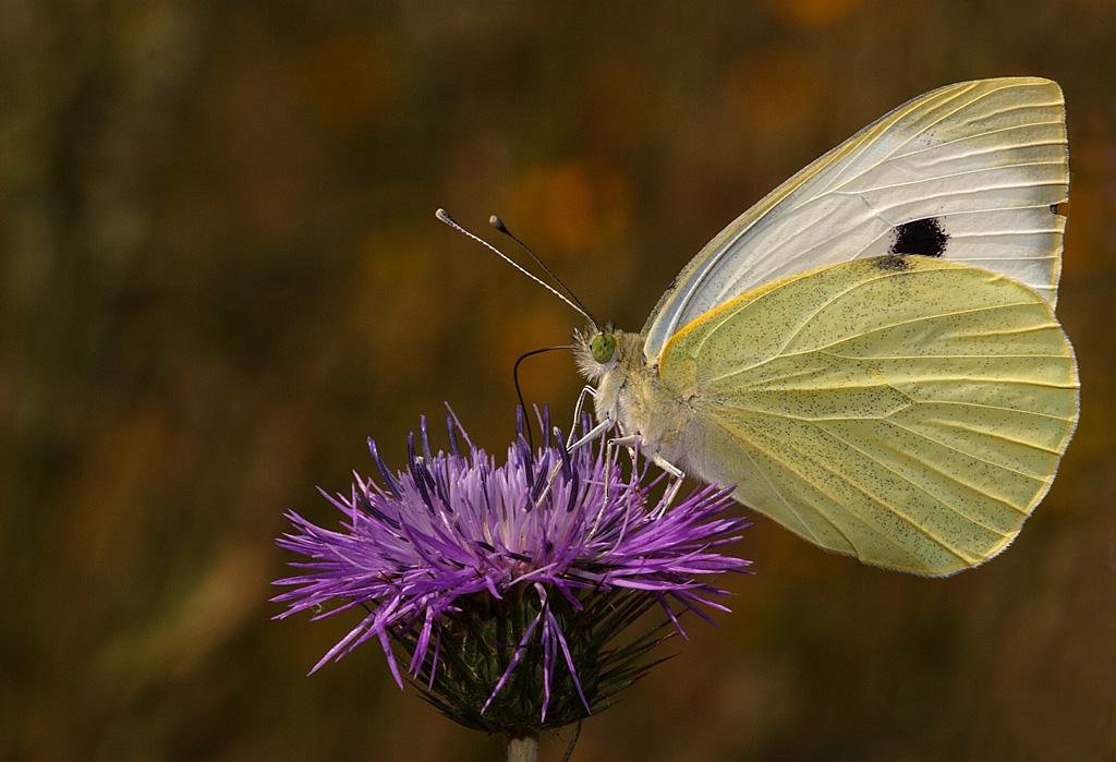 Pieris rapae