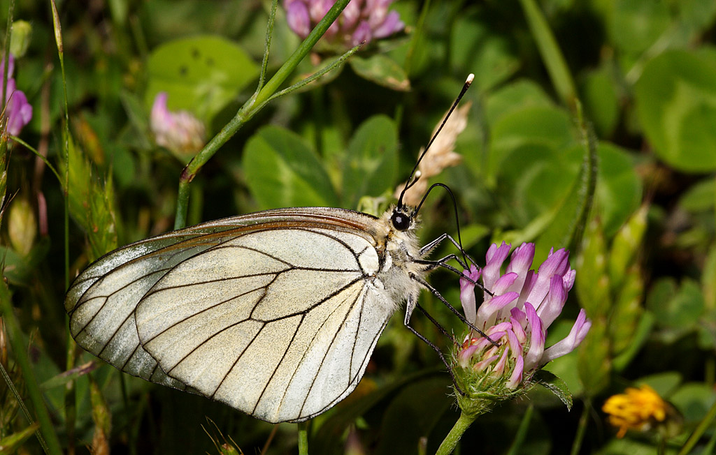 Aporia crataegi