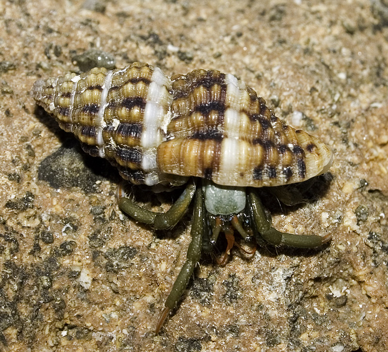 Paguro