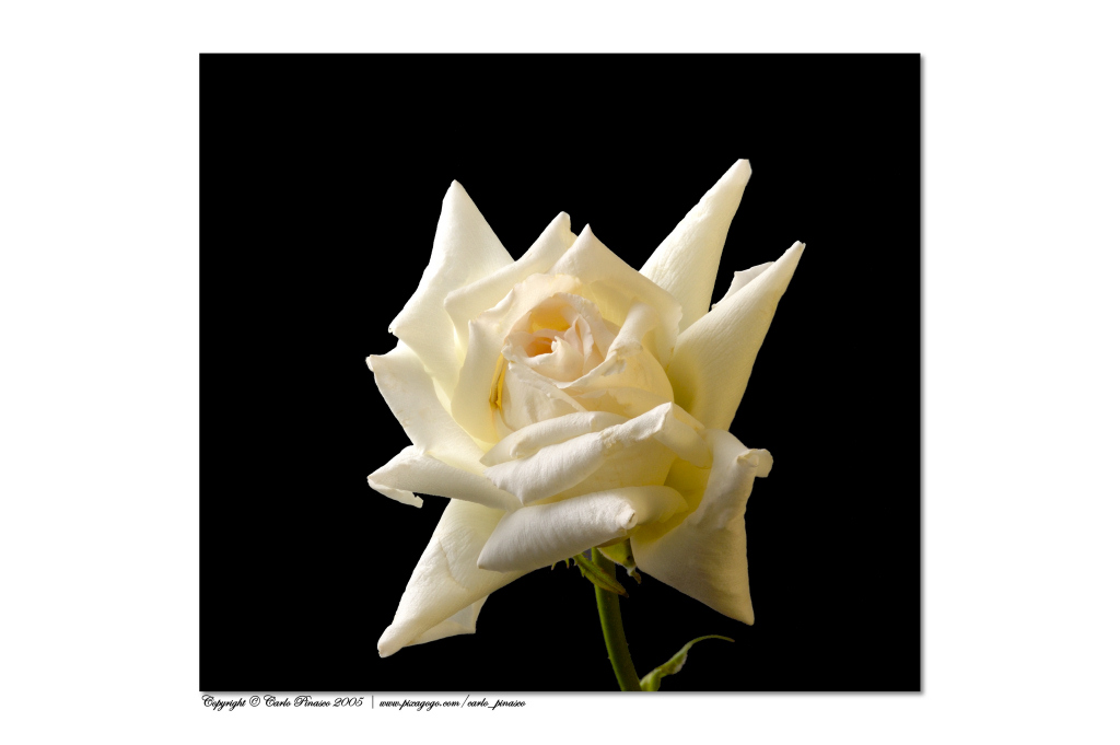 Rosa