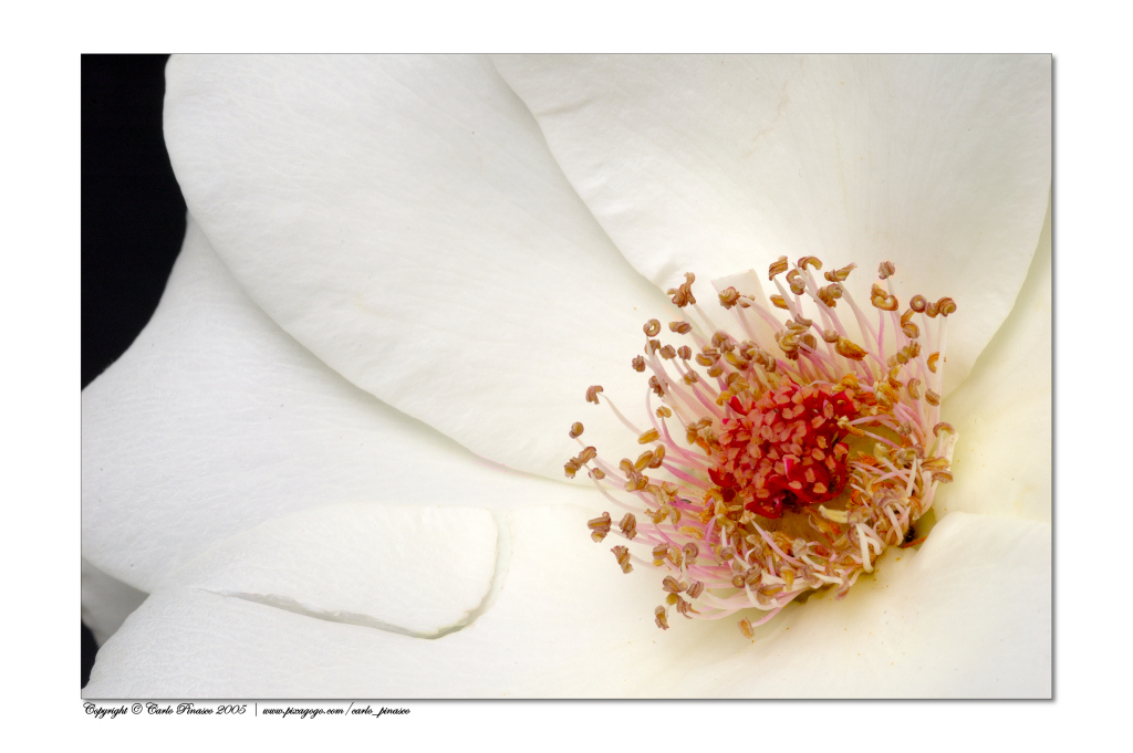 Rosa
