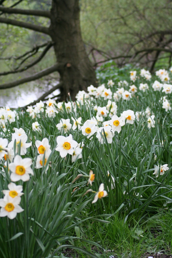 Narcisi
