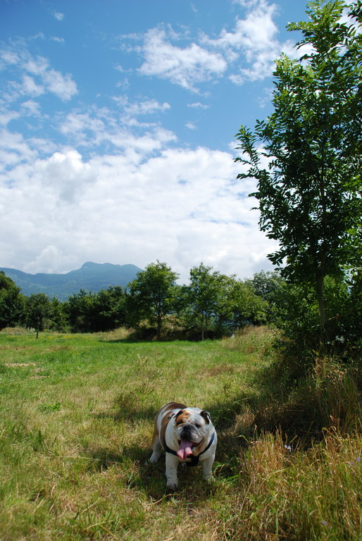 My Bulldog