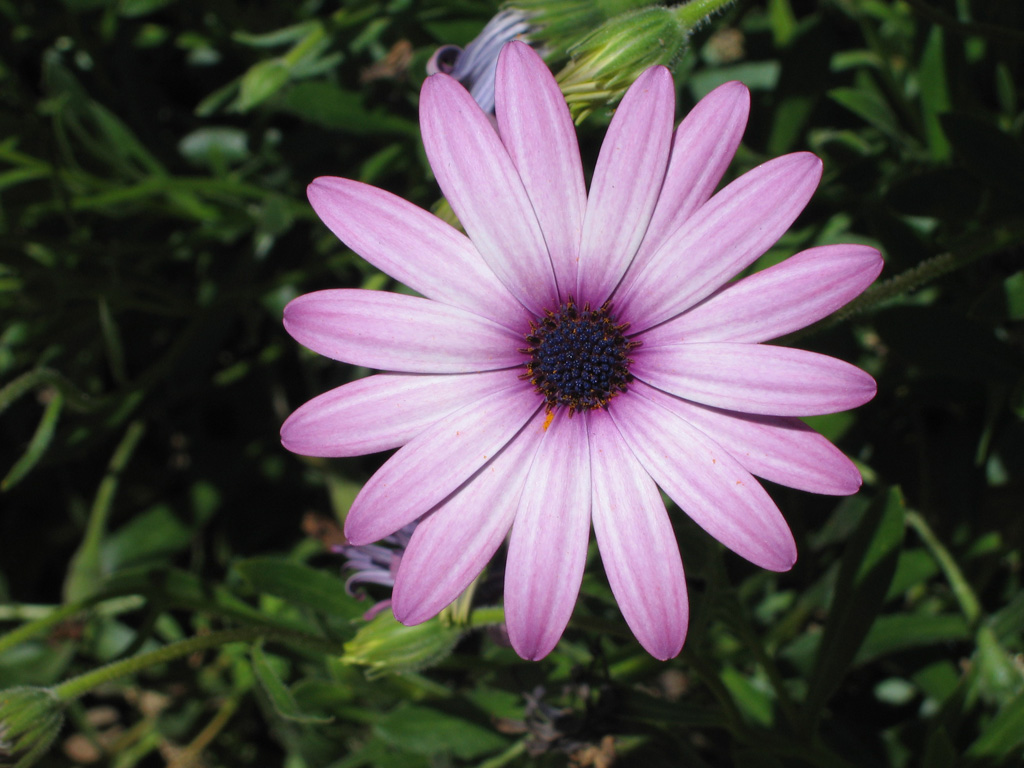 Fiore