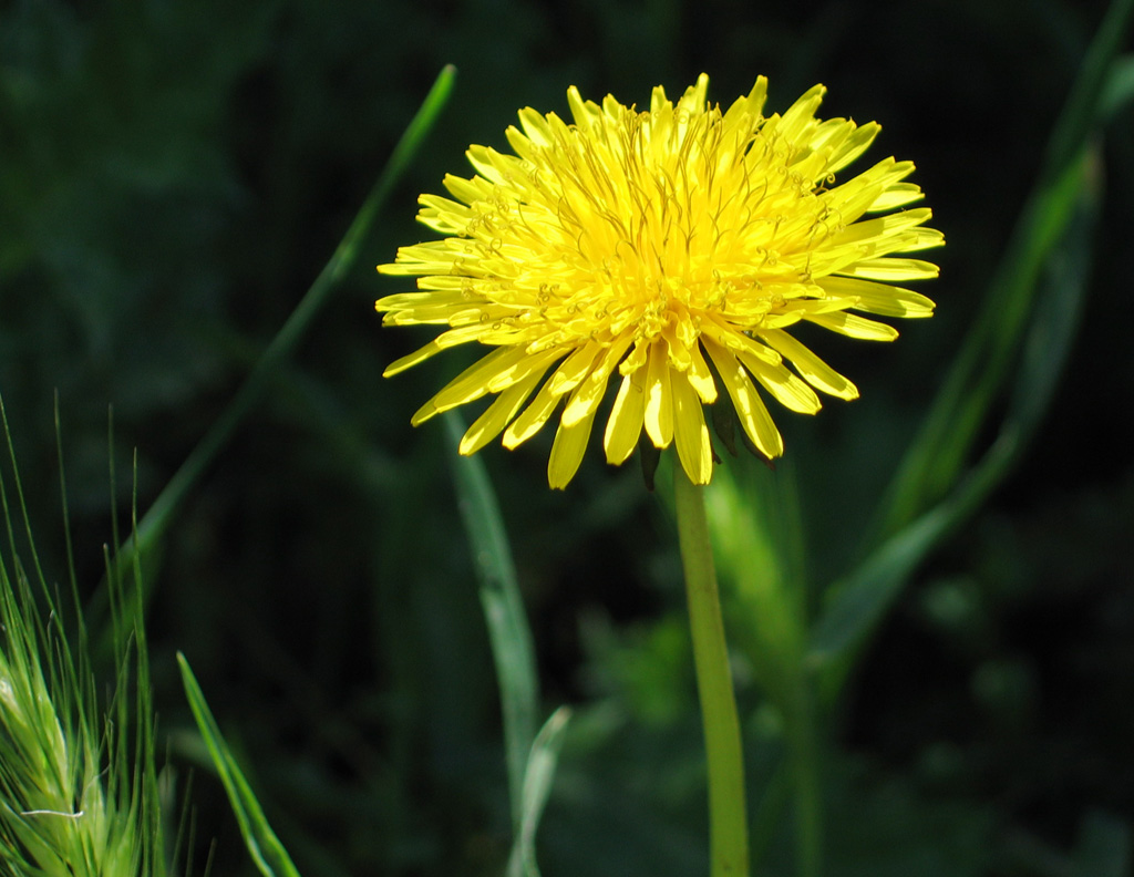 Fiore