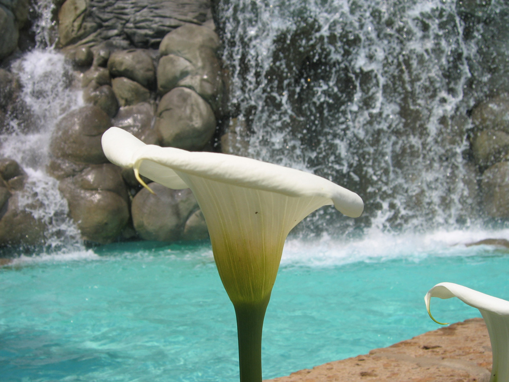 Calla
