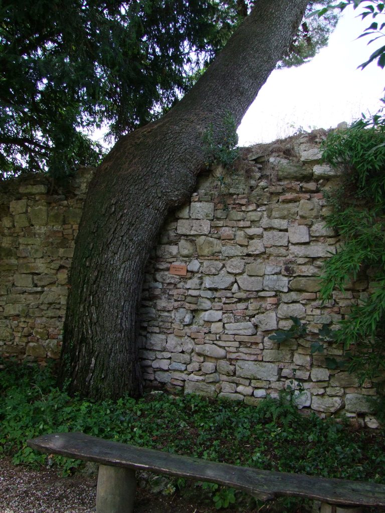 Albero