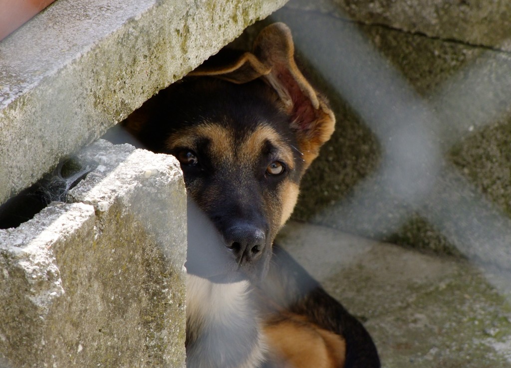 Cane nascosto...