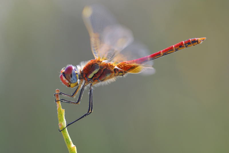 Libellula