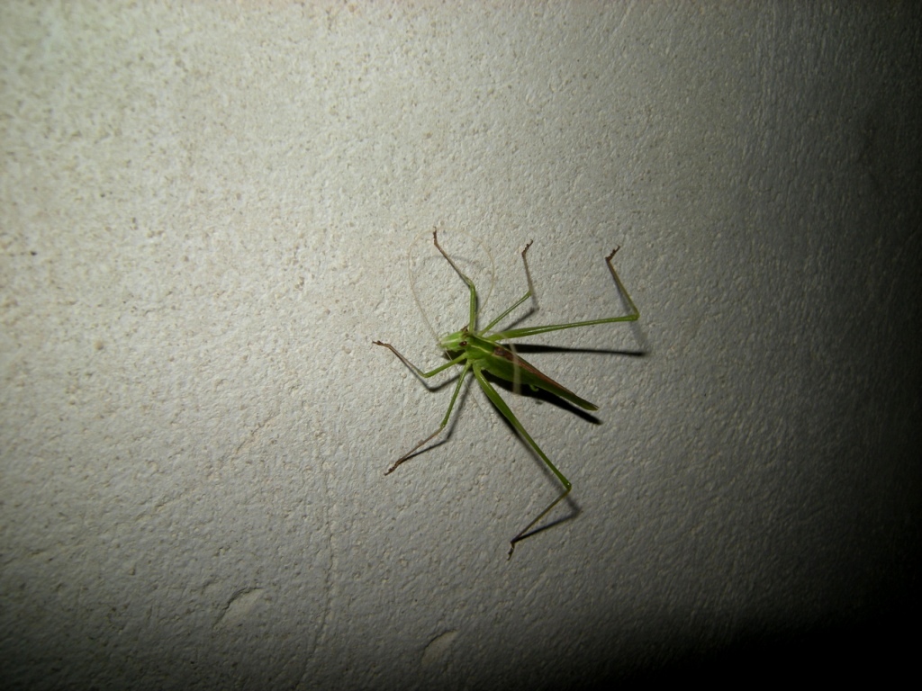 cavalletta