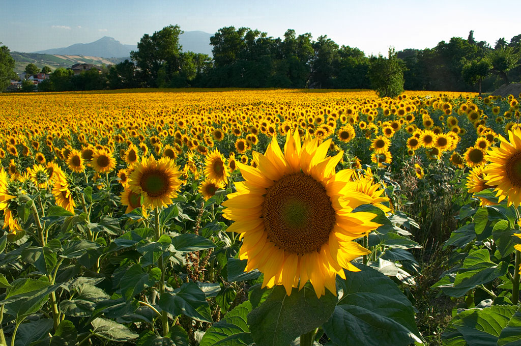 Girasoli..