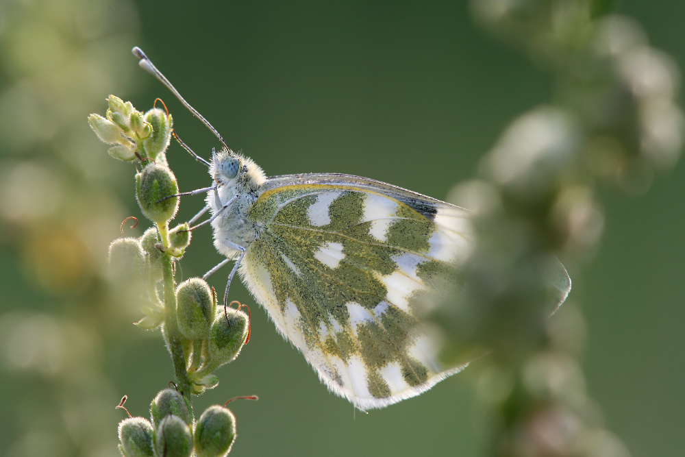 Pontia edusa 2