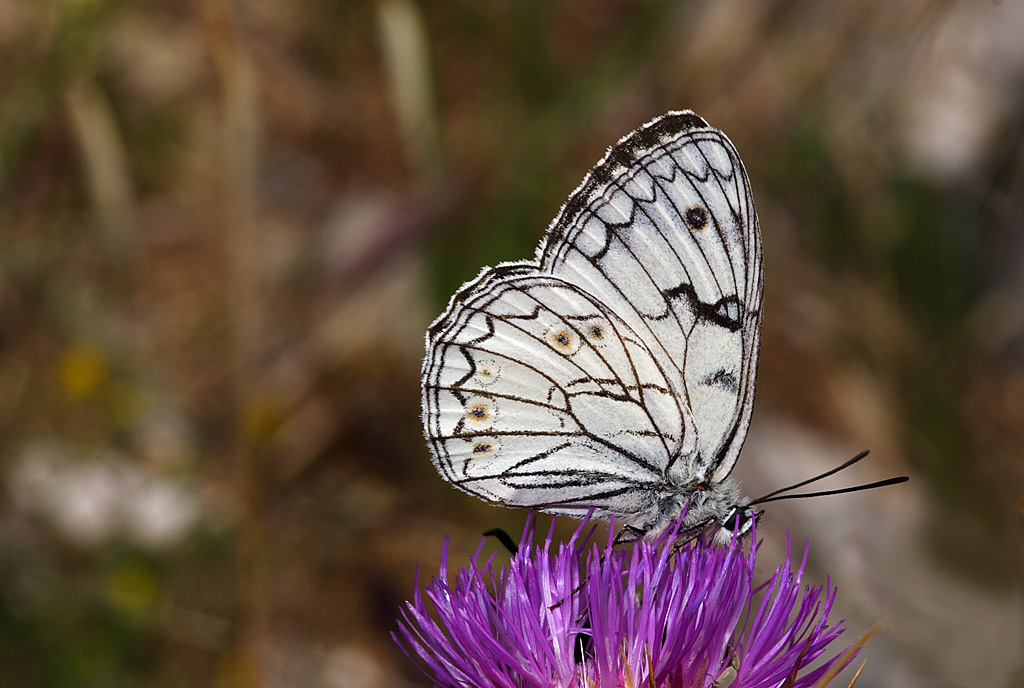 Melanargia arge