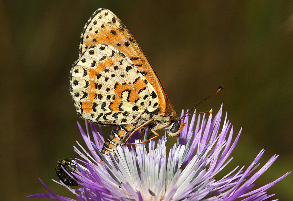 Melitaea trivia