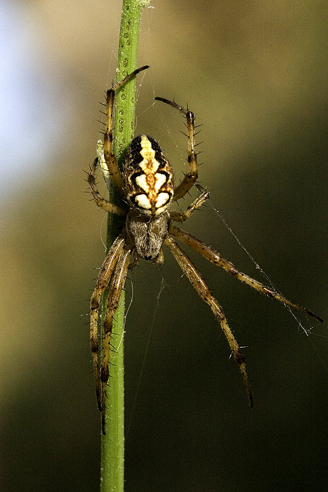 ragnetto
