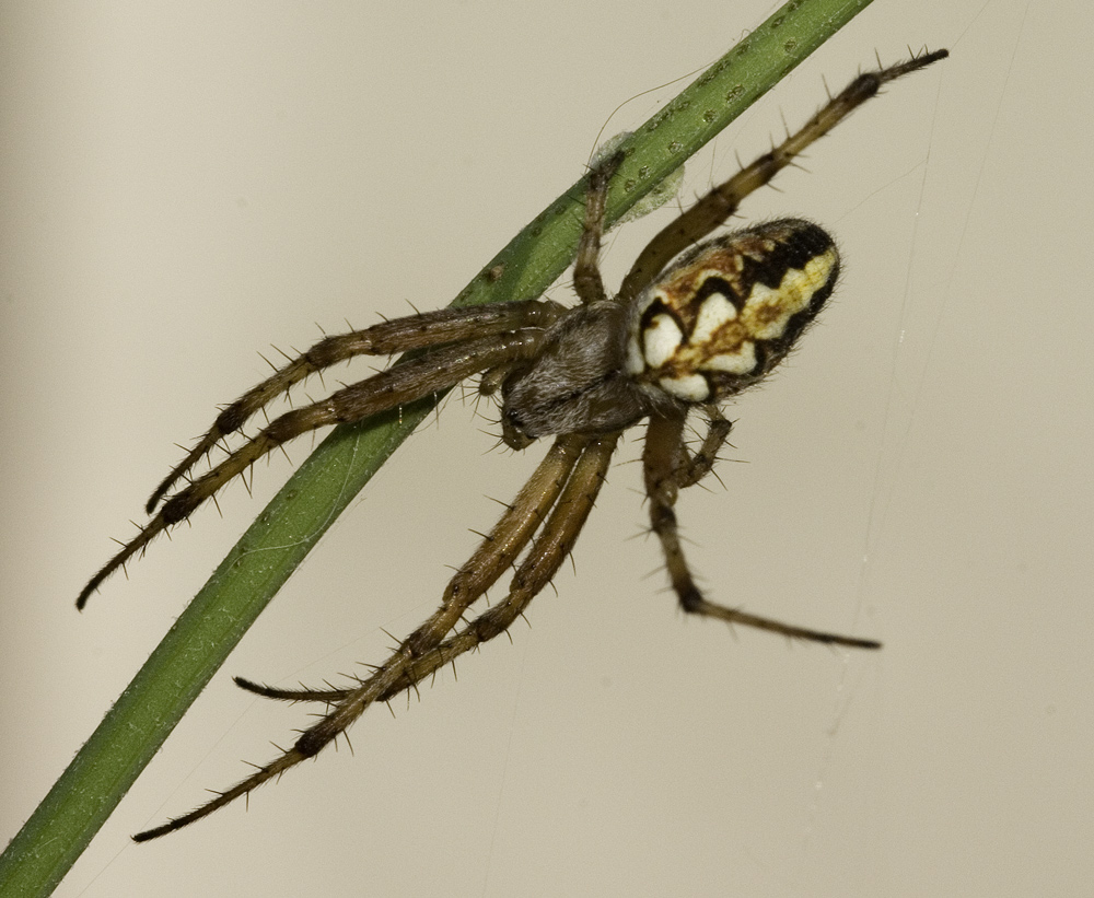 ragnetto 2