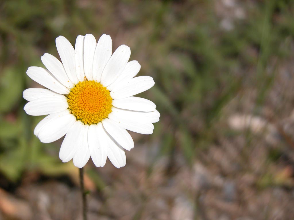 Margherita