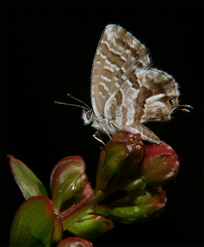 occhi di cerbiatta 2