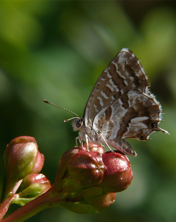 occhi di cerbiatta