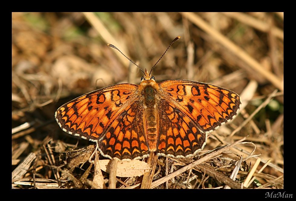 Hypodryas cynthia