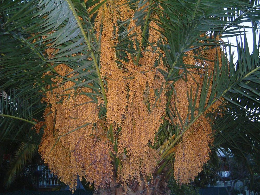 se fossero "cocco"