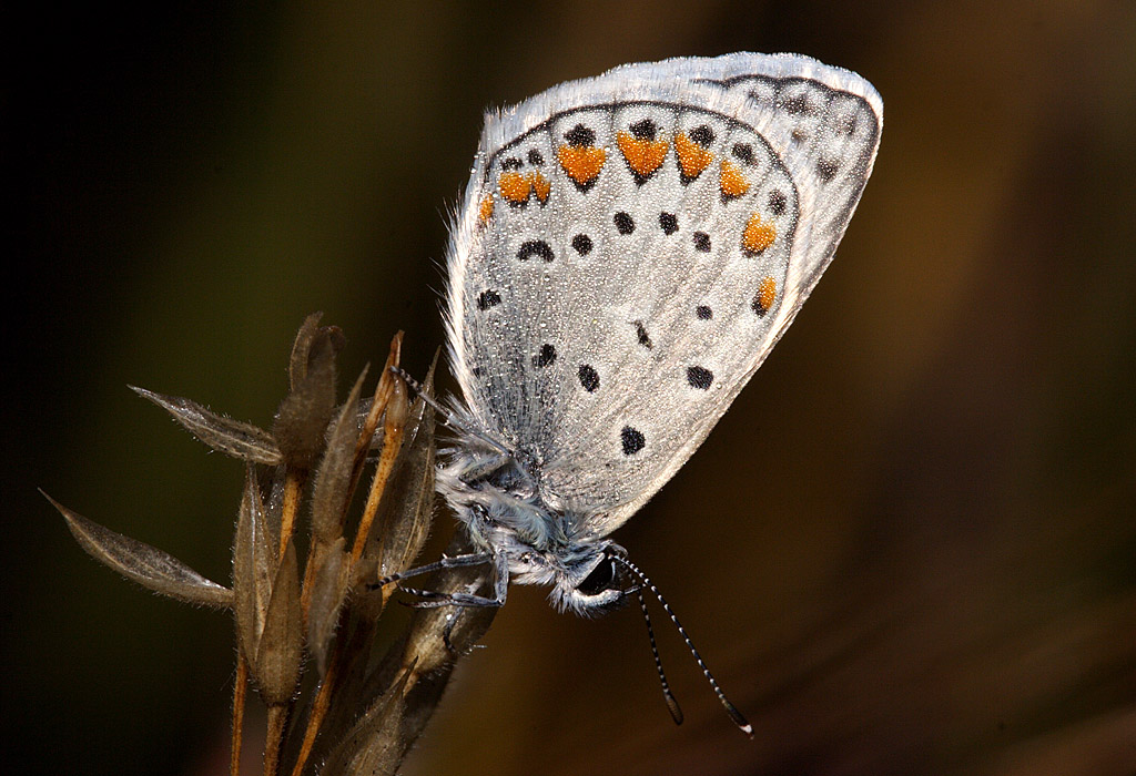 Aricia cramera