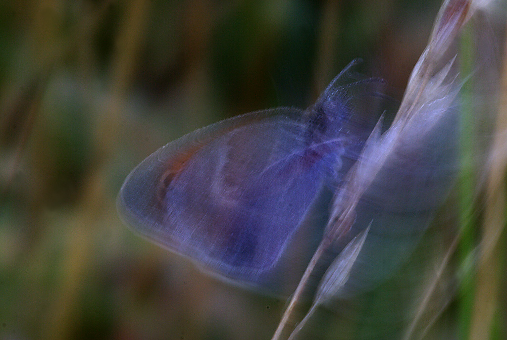 farfalla..onirica