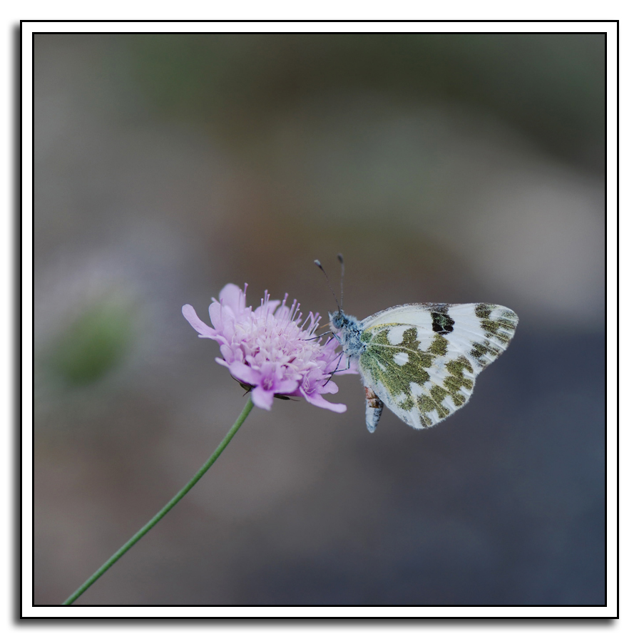 una pontia edusa (?) su fiore