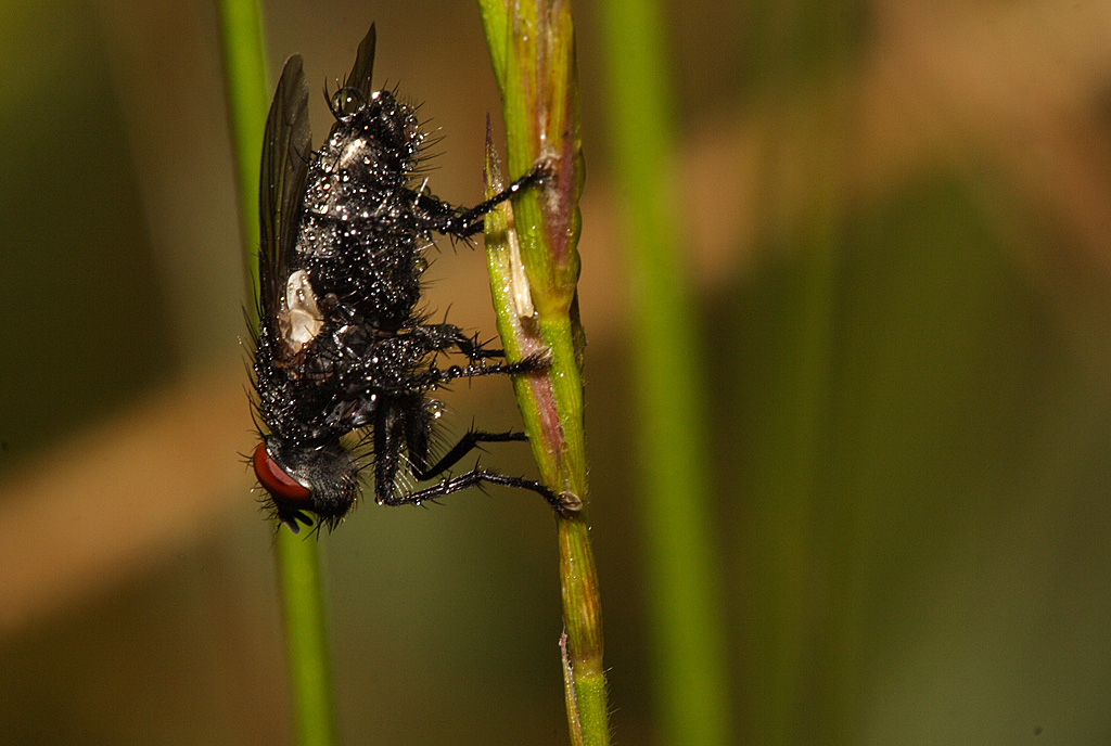 Mosca e rugiada