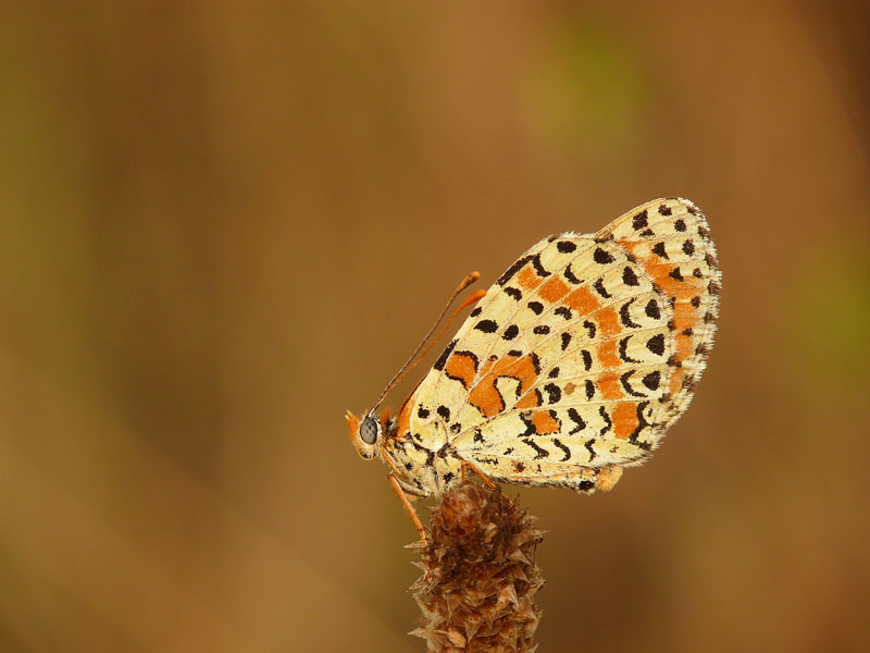 farfalla