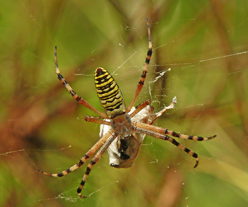 Argiope bruennichi con preda