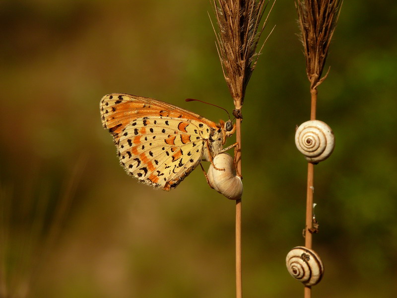 Elementi naturali