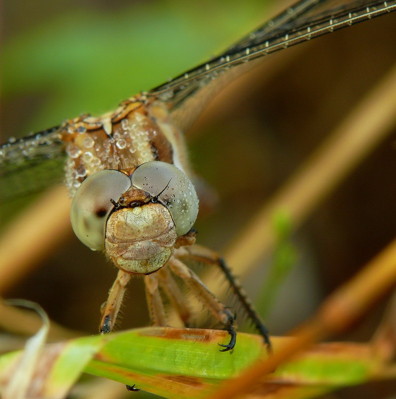 libellula dettagli 2
