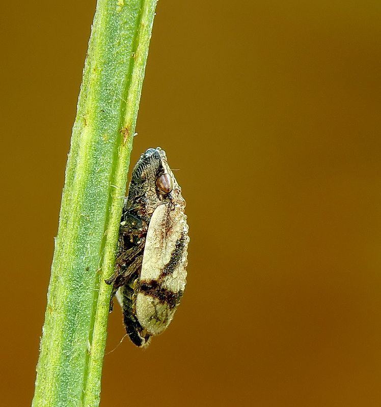 Cicadella - mattino presto