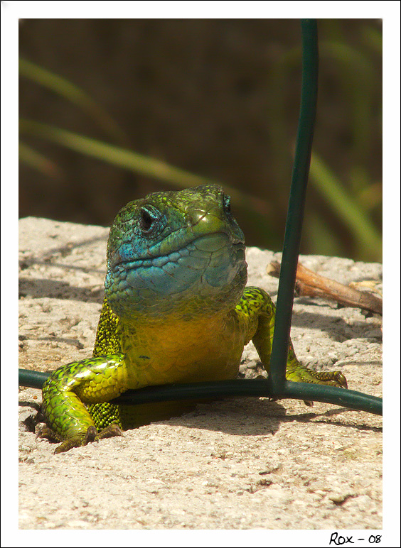 ramarro