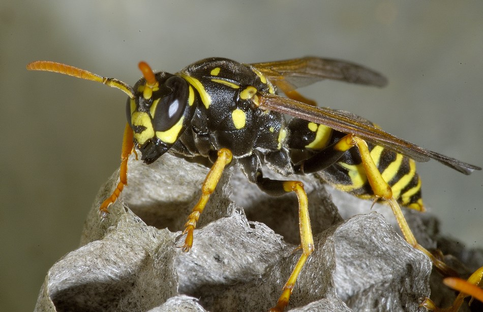 Nido di vespe
