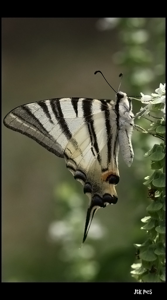 Butterfly2