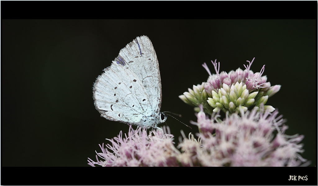 Little Butterfly