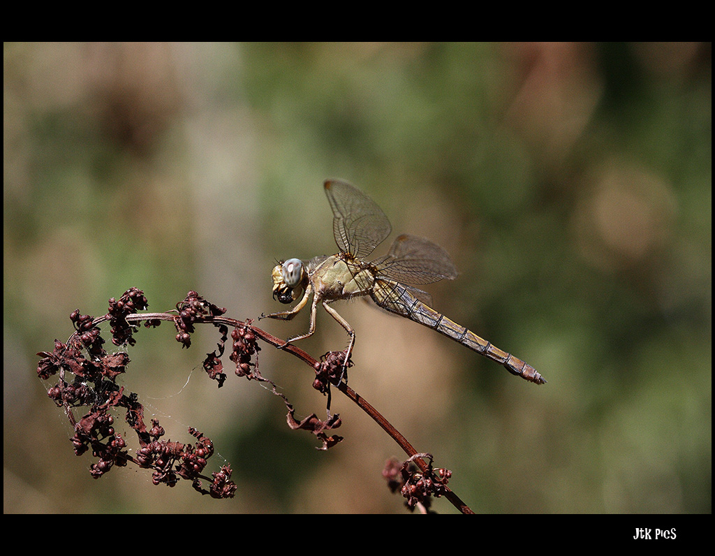 libellula killer