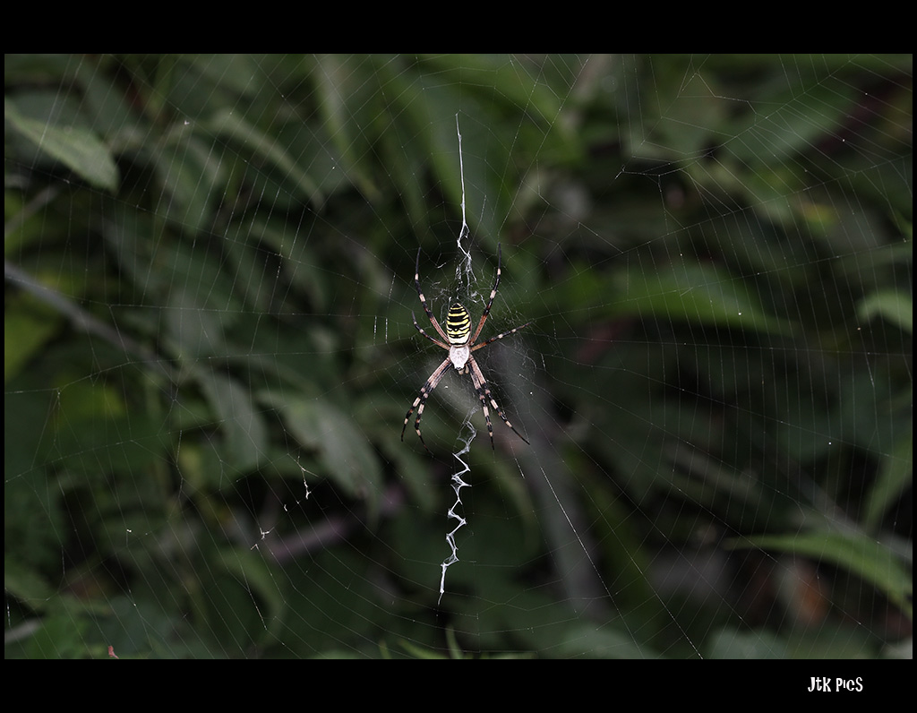 on the net